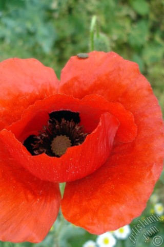 A mobile wallpaper and MMS picture for Apple iPhone 7s, 6s, 5s, 4s, Plus, iPods, iPads, New iPads, Samsung Galaxy S Series and Notes, Sony Ericsson Xperia, LG Mobile Phones, Tablets and Devices: Red poppy flower.
