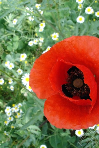 A mobile wallpaper and MMS picture for Apple iPhone 7s, 6s, 5s, 4s, Plus, iPods, iPads, New iPads, Samsung Galaxy S Series and Notes, Sony Ericsson Xperia, LG Mobile Phones, Tablets and Devices: Red poppy flower.

