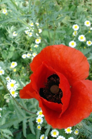 A mobile wallpaper and MMS picture for Apple iPhone 7s, 6s, 5s, 4s, Plus, iPods, iPads, New iPads, Samsung Galaxy S Series and Notes, Sony Ericsson Xperia, LG Mobile Phones, Tablets and Devices: Red poppy flower.
