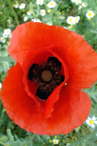 A mobile wallpaper and MMS picture for Apple iPhone 7s, 6s, 5s, 4s, Plus, iPods, iPads, New iPads, Samsung Galaxy S Series and Notes, Sony Ericsson Xperia, LG Mobile Phones, Tablets and Devices: Red poppy flower.
