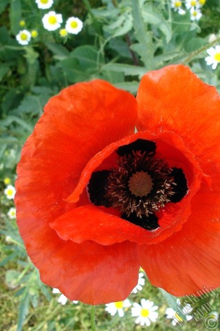 A mobile wallpaper and MMS picture for Apple iPhone 7s, 6s, 5s, 4s, Plus, iPods, iPads, New iPads, Samsung Galaxy S Series and Notes, Sony Ericsson Xperia, LG Mobile Phones, Tablets and Devices: Red poppy flower.
