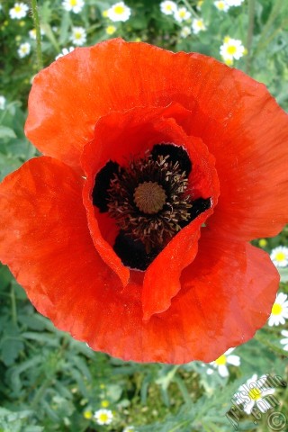 A mobile wallpaper and MMS picture for Apple iPhone 7s, 6s, 5s, 4s, Plus, iPods, iPads, New iPads, Samsung Galaxy S Series and Notes, Sony Ericsson Xperia, LG Mobile Phones, Tablets and Devices: Red poppy flower.
