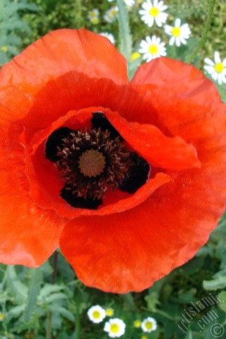 A mobile wallpaper and MMS picture for Apple iPhone 7s, 6s, 5s, 4s, Plus, iPods, iPads, New iPads, Samsung Galaxy S Series and Notes, Sony Ericsson Xperia, LG Mobile Phones, Tablets and Devices: Red poppy flower.
