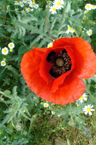A mobile wallpaper and MMS picture for Apple iPhone 7s, 6s, 5s, 4s, Plus, iPods, iPads, New iPads, Samsung Galaxy S Series and Notes, Sony Ericsson Xperia, LG Mobile Phones, Tablets and Devices: Red poppy flower.
