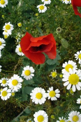 A mobile wallpaper and MMS picture for Apple iPhone 7s, 6s, 5s, 4s, Plus, iPods, iPads, New iPads, Samsung Galaxy S Series and Notes, Sony Ericsson Xperia, LG Mobile Phones, Tablets and Devices: Red poppy flower.
