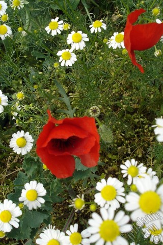 A mobile wallpaper and MMS picture for Apple iPhone 7s, 6s, 5s, 4s, Plus, iPods, iPads, New iPads, Samsung Galaxy S Series and Notes, Sony Ericsson Xperia, LG Mobile Phones, Tablets and Devices: Red poppy flower.
