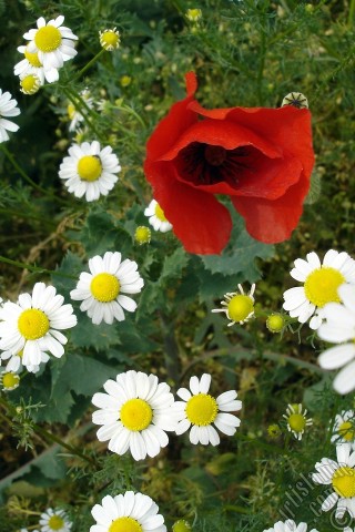 A mobile wallpaper and MMS picture for Apple iPhone 7s, 6s, 5s, 4s, Plus, iPods, iPads, New iPads, Samsung Galaxy S Series and Notes, Sony Ericsson Xperia, LG Mobile Phones, Tablets and Devices: Red poppy flower.
