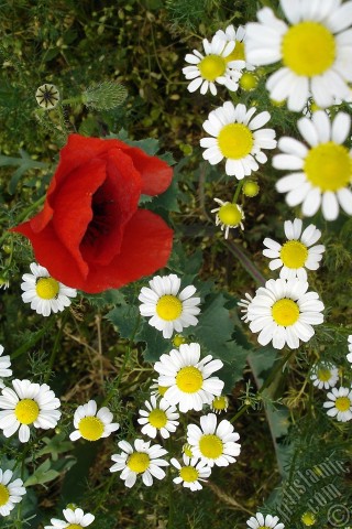 A mobile wallpaper and MMS picture for Apple iPhone 7s, 6s, 5s, 4s, Plus, iPods, iPads, New iPads, Samsung Galaxy S Series and Notes, Sony Ericsson Xperia, LG Mobile Phones, Tablets and Devices: Red poppy flower.
