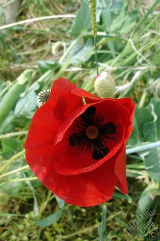 A mobile wallpaper and MMS picture for Apple iPhone 7s, 6s, 5s, 4s, Plus, iPods, iPads, New iPads, Samsung Galaxy S Series and Notes, Sony Ericsson Xperia, LG Mobile Phones, Tablets and Devices: Red poppy flower.
