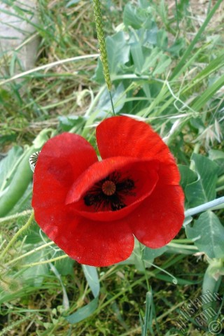 A mobile wallpaper and MMS picture for Apple iPhone 7s, 6s, 5s, 4s, Plus, iPods, iPads, New iPads, Samsung Galaxy S Series and Notes, Sony Ericsson Xperia, LG Mobile Phones, Tablets and Devices: Red poppy flower.
