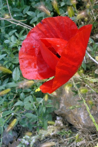 A mobile wallpaper and MMS picture for Apple iPhone 7s, 6s, 5s, 4s, Plus, iPods, iPads, New iPads, Samsung Galaxy S Series and Notes, Sony Ericsson Xperia, LG Mobile Phones, Tablets and Devices: Red poppy flower.
