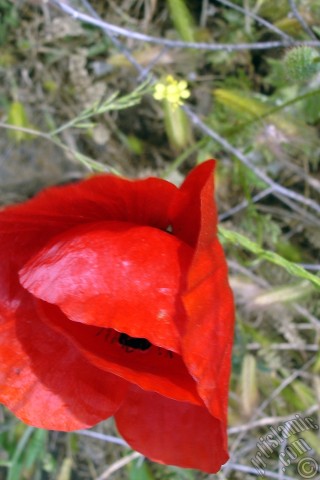A mobile wallpaper and MMS picture for Apple iPhone 7s, 6s, 5s, 4s, Plus, iPods, iPads, New iPads, Samsung Galaxy S Series and Notes, Sony Ericsson Xperia, LG Mobile Phones, Tablets and Devices: Red poppy flower.
