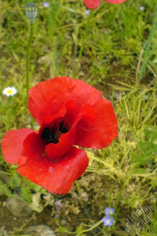A mobile wallpaper and MMS picture for Apple iPhone 7s, 6s, 5s, 4s, Plus, iPods, iPads, New iPads, Samsung Galaxy S Series and Notes, Sony Ericsson Xperia, LG Mobile Phones, Tablets and Devices: Red poppy flower.
