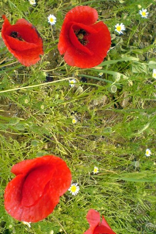 A mobile wallpaper and MMS picture for Apple iPhone 7s, 6s, 5s, 4s, Plus, iPods, iPads, New iPads, Samsung Galaxy S Series and Notes, Sony Ericsson Xperia, LG Mobile Phones, Tablets and Devices: Red poppy flower.
