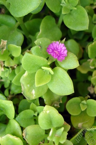 A mobile wallpaper and MMS picture for Apple iPhone 7s, 6s, 5s, 4s, Plus, iPods, iPads, New iPads, Samsung Galaxy S Series and Notes, Sony Ericsson Xperia, LG Mobile Phones, Tablets and Devices: Heartleaf Iceplant -Baby Sun Rose, Rock rose- with pink flowers.
