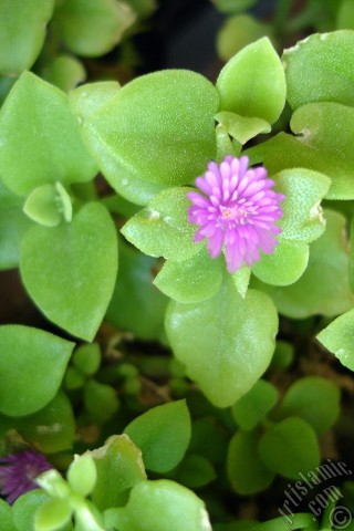 A mobile wallpaper and MMS picture for Apple iPhone 7s, 6s, 5s, 4s, Plus, iPods, iPads, New iPads, Samsung Galaxy S Series and Notes, Sony Ericsson Xperia, LG Mobile Phones, Tablets and Devices: Heartleaf Iceplant -Baby Sun Rose, Rock rose- with pink flowers.
