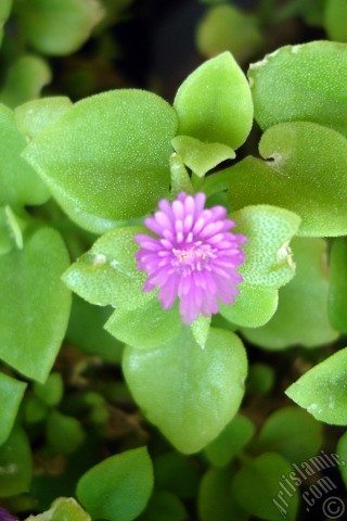 A mobile wallpaper and MMS picture for Apple iPhone 7s, 6s, 5s, 4s, Plus, iPods, iPads, New iPads, Samsung Galaxy S Series and Notes, Sony Ericsson Xperia, LG Mobile Phones, Tablets and Devices: Heartleaf Iceplant -Baby Sun Rose, Rock rose- with pink flowers.

