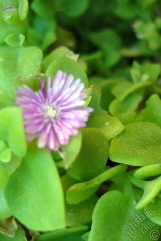A mobile wallpaper and MMS picture for Apple iPhone 7s, 6s, 5s, 4s, Plus, iPods, iPads, New iPads, Samsung Galaxy S Series and Notes, Sony Ericsson Xperia, LG Mobile Phones, Tablets and Devices: Heartleaf Iceplant -Baby Sun Rose, Rock rose- with pink flowers.
