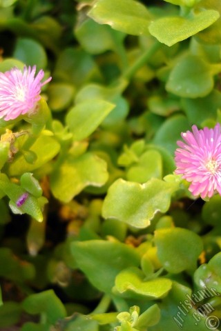 A mobile wallpaper and MMS picture for Apple iPhone 7s, 6s, 5s, 4s, Plus, iPods, iPads, New iPads, Samsung Galaxy S Series and Notes, Sony Ericsson Xperia, LG Mobile Phones, Tablets and Devices: Heartleaf Iceplant -Baby Sun Rose, Rock rose- with pink flowers.
