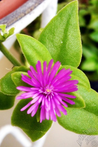 A mobile wallpaper and MMS picture for Apple iPhone 7s, 6s, 5s, 4s, Plus, iPods, iPads, New iPads, Samsung Galaxy S Series and Notes, Sony Ericsson Xperia, LG Mobile Phones, Tablets and Devices: Heartleaf Iceplant -Baby Sun Rose, Rock rose- with pink flowers.
