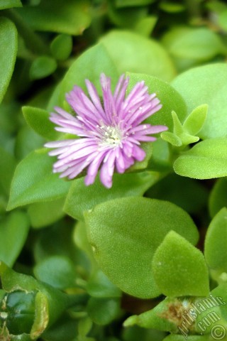 A mobile wallpaper and MMS picture for Apple iPhone 7s, 6s, 5s, 4s, Plus, iPods, iPads, New iPads, Samsung Galaxy S Series and Notes, Sony Ericsson Xperia, LG Mobile Phones, Tablets and Devices: Heartleaf Iceplant -Baby Sun Rose, Rock rose- with pink flowers.
