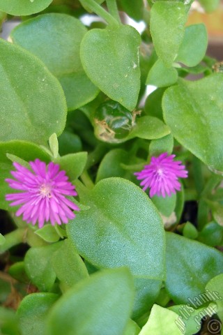 A mobile wallpaper and MMS picture for Apple iPhone 7s, 6s, 5s, 4s, Plus, iPods, iPads, New iPads, Samsung Galaxy S Series and Notes, Sony Ericsson Xperia, LG Mobile Phones, Tablets and Devices: Heartleaf Iceplant -Baby Sun Rose, Rock rose- with pink flowers.
