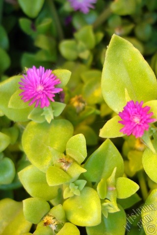 A mobile wallpaper and MMS picture for Apple iPhone 7s, 6s, 5s, 4s, Plus, iPods, iPads, New iPads, Samsung Galaxy S Series and Notes, Sony Ericsson Xperia, LG Mobile Phones, Tablets and Devices: Heartleaf Iceplant -Baby Sun Rose, Rock rose- with pink flowers.
