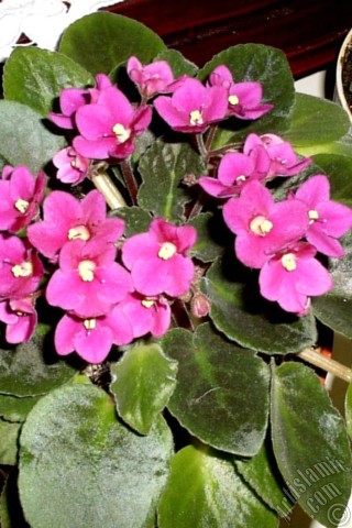 A mobile wallpaper and MMS picture for Apple iPhone 7s, 6s, 5s, 4s, Plus, iPods, iPads, New iPads, Samsung Galaxy S Series and Notes, Sony Ericsson Xperia, LG Mobile Phones, Tablets and Devices: Pink color African violet.
