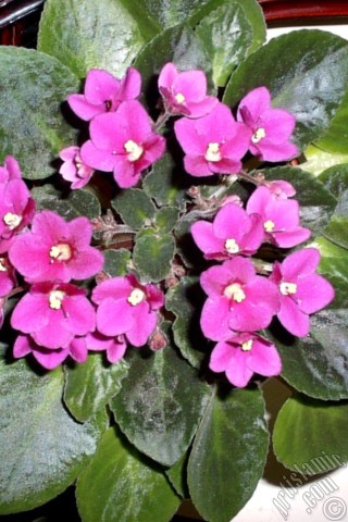 A mobile wallpaper and MMS picture for Apple iPhone 7s, 6s, 5s, 4s, Plus, iPods, iPads, New iPads, Samsung Galaxy S Series and Notes, Sony Ericsson Xperia, LG Mobile Phones, Tablets and Devices: Pink color African violet.
