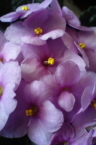 A mobile wallpaper and MMS picture for Apple iPhone 7s, 6s, 5s, 4s, Plus, iPods, iPads, New iPads, Samsung Galaxy S Series and Notes, Sony Ericsson Xperia, LG Mobile Phones, Tablets and Devices: Pink color African violet.
