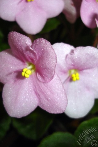 A mobile wallpaper and MMS picture for Apple iPhone 7s, 6s, 5s, 4s, Plus, iPods, iPads, New iPads, Samsung Galaxy S Series and Notes, Sony Ericsson Xperia, LG Mobile Phones, Tablets and Devices: Pink color African violet.
