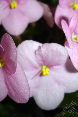A mobile wallpaper and MMS picture for Apple iPhone 7s, 6s, 5s, 4s, Plus, iPods, iPads, New iPads, Samsung Galaxy S Series and Notes, Sony Ericsson Xperia, LG Mobile Phones, Tablets and Devices: Pink color African violet.
