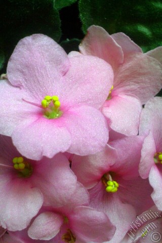 A mobile wallpaper and MMS picture for Apple iPhone 7s, 6s, 5s, 4s, Plus, iPods, iPads, New iPads, Samsung Galaxy S Series and Notes, Sony Ericsson Xperia, LG Mobile Phones, Tablets and Devices: Pink color African violet.
