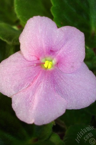 A mobile wallpaper and MMS picture for Apple iPhone 7s, 6s, 5s, 4s, Plus, iPods, iPads, New iPads, Samsung Galaxy S Series and Notes, Sony Ericsson Xperia, LG Mobile Phones, Tablets and Devices: Pink color African violet.
