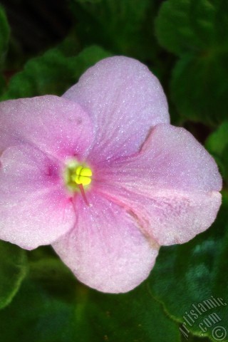 A mobile wallpaper and MMS picture for Apple iPhone 7s, 6s, 5s, 4s, Plus, iPods, iPads, New iPads, Samsung Galaxy S Series and Notes, Sony Ericsson Xperia, LG Mobile Phones, Tablets and Devices: Pink color African violet.

