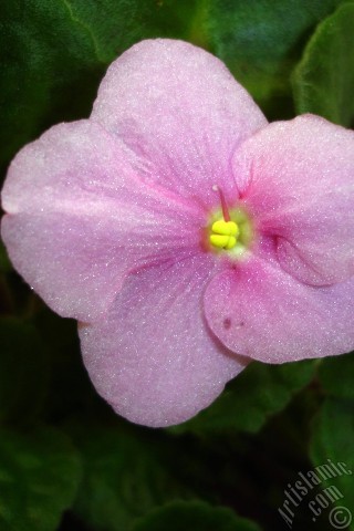 A mobile wallpaper and MMS picture for Apple iPhone 7s, 6s, 5s, 4s, Plus, iPods, iPads, New iPads, Samsung Galaxy S Series and Notes, Sony Ericsson Xperia, LG Mobile Phones, Tablets and Devices: Pink color African violet.
