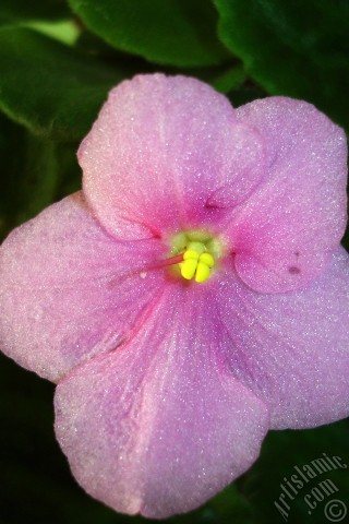 A mobile wallpaper and MMS picture for Apple iPhone 7s, 6s, 5s, 4s, Plus, iPods, iPads, New iPads, Samsung Galaxy S Series and Notes, Sony Ericsson Xperia, LG Mobile Phones, Tablets and Devices: Pink color African violet.
