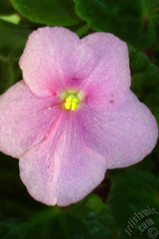 A mobile wallpaper and MMS picture for Apple iPhone 7s, 6s, 5s, 4s, Plus, iPods, iPads, New iPads, Samsung Galaxy S Series and Notes, Sony Ericsson Xperia, LG Mobile Phones, Tablets and Devices: Pink color African violet.
