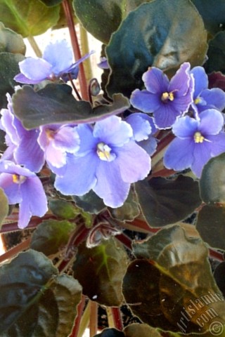 A mobile wallpaper and MMS picture for Apple iPhone 7s, 6s, 5s, 4s, Plus, iPods, iPads, New iPads, Samsung Galaxy S Series and Notes, Sony Ericsson Xperia, LG Mobile Phones, Tablets and Devices: Purple color African violet.

