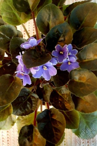 A mobile wallpaper and MMS picture for Apple iPhone 7s, 6s, 5s, 4s, Plus, iPods, iPads, New iPads, Samsung Galaxy S Series and Notes, Sony Ericsson Xperia, LG Mobile Phones, Tablets and Devices: Purple color African violet.
