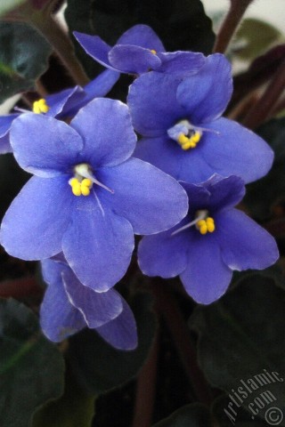 A mobile wallpaper and MMS picture for Apple iPhone 7s, 6s, 5s, 4s, Plus, iPods, iPads, New iPads, Samsung Galaxy S Series and Notes, Sony Ericsson Xperia, LG Mobile Phones, Tablets and Devices: Purple color African violet.
