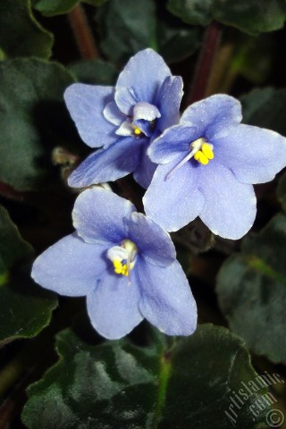 A mobile wallpaper and MMS picture for Apple iPhone 7s, 6s, 5s, 4s, Plus, iPods, iPads, New iPads, Samsung Galaxy S Series and Notes, Sony Ericsson Xperia, LG Mobile Phones, Tablets and Devices: Purple color African violet.
