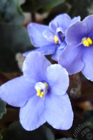 A mobile wallpaper and MMS picture for Apple iPhone 7s, 6s, 5s, 4s, Plus, iPods, iPads, New iPads, Samsung Galaxy S Series and Notes, Sony Ericsson Xperia, LG Mobile Phones, Tablets and Devices: Purple color African violet.
