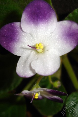 A mobile wallpaper and MMS picture for Apple iPhone 7s, 6s, 5s, 4s, Plus, iPods, iPads, New iPads, Samsung Galaxy S Series and Notes, Sony Ericsson Xperia, LG Mobile Phones, Tablets and Devices: Purple and white color African violet.
