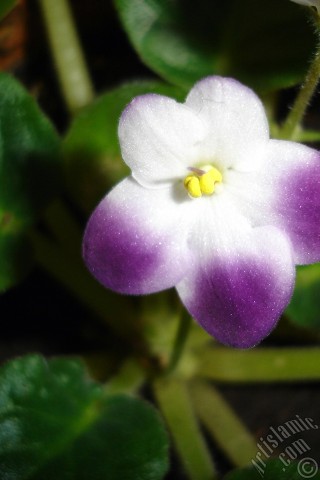 A mobile wallpaper and MMS picture for Apple iPhone 7s, 6s, 5s, 4s, Plus, iPods, iPads, New iPads, Samsung Galaxy S Series and Notes, Sony Ericsson Xperia, LG Mobile Phones, Tablets and Devices: Purple and white color African violet.
