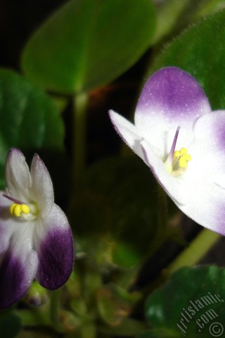 A mobile wallpaper and MMS picture for Apple iPhone 7s, 6s, 5s, 4s, Plus, iPods, iPads, New iPads, Samsung Galaxy S Series and Notes, Sony Ericsson Xperia, LG Mobile Phones, Tablets and Devices: Purple and white color African violet.
