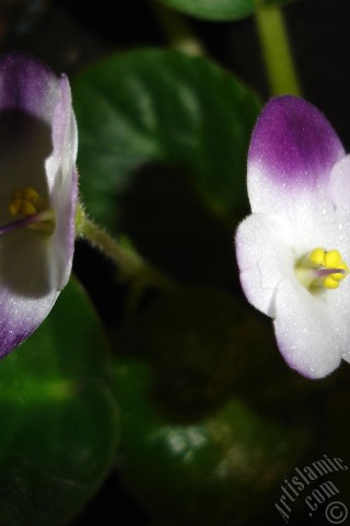 A mobile wallpaper and MMS picture for Apple iPhone 7s, 6s, 5s, 4s, Plus, iPods, iPads, New iPads, Samsung Galaxy S Series and Notes, Sony Ericsson Xperia, LG Mobile Phones, Tablets and Devices: Purple and white color African violet.
