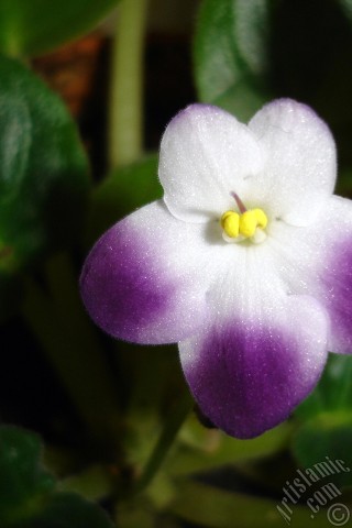 A mobile wallpaper and MMS picture for Apple iPhone 7s, 6s, 5s, 4s, Plus, iPods, iPads, New iPads, Samsung Galaxy S Series and Notes, Sony Ericsson Xperia, LG Mobile Phones, Tablets and Devices: Purple and white color African violet.
