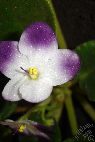 A mobile wallpaper and MMS picture for Apple iPhone 7s, 6s, 5s, 4s, Plus, iPods, iPads, New iPads, Samsung Galaxy S Series and Notes, Sony Ericsson Xperia, LG Mobile Phones, Tablets and Devices: Purple and white color African violet.
