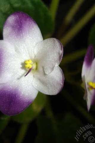 A mobile wallpaper and MMS picture for Apple iPhone 7s, 6s, 5s, 4s, Plus, iPods, iPads, New iPads, Samsung Galaxy S Series and Notes, Sony Ericsson Xperia, LG Mobile Phones, Tablets and Devices: Purple and white color African violet.
